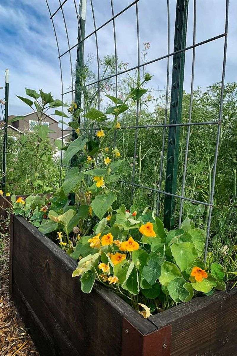 Cucumbers With Nasturtiums Cucumbers With Nasturtiums