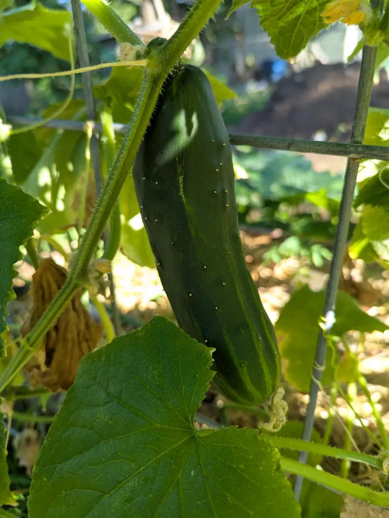Cucumbers 