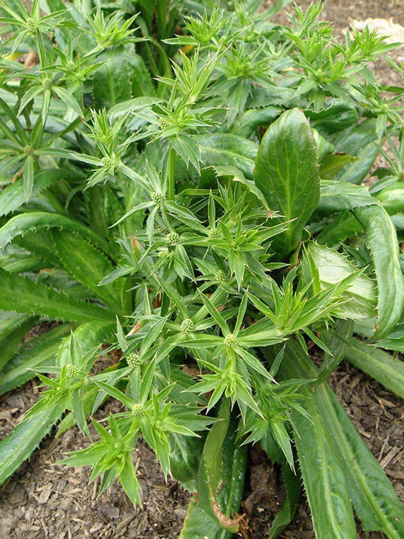 Culantro Handles Shade Better Than Cilantro Ever Could Culantro Handles Shade Better Than Cilantro Ever Could
