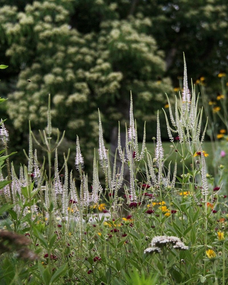Culver's Root 