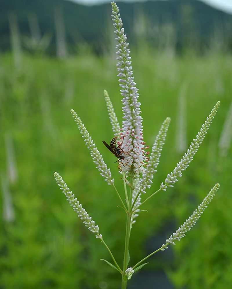Culver's Root Culver's Root