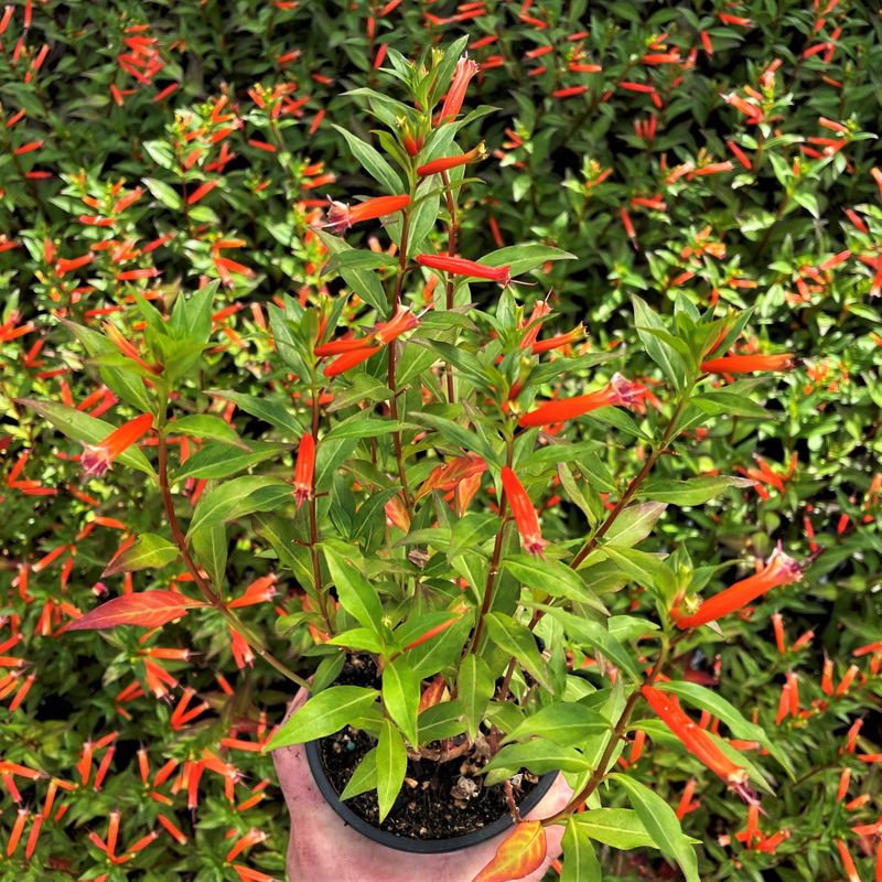 Cuphea Blooms Hard In Sunny Containers Cuphea Blooms Hard In Sunny Containers