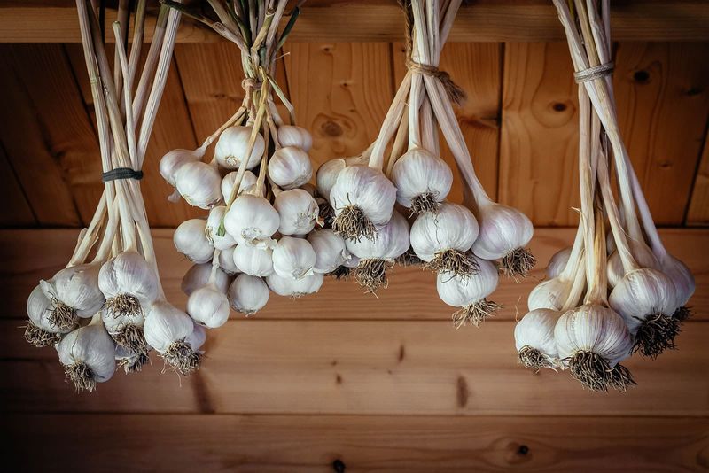 Cure Bulbs In A Dry Airy Spot