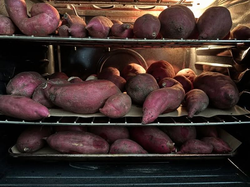 Cure The Sweet Potatoes After Harvest Cure The Sweet Potatoes After Harvest