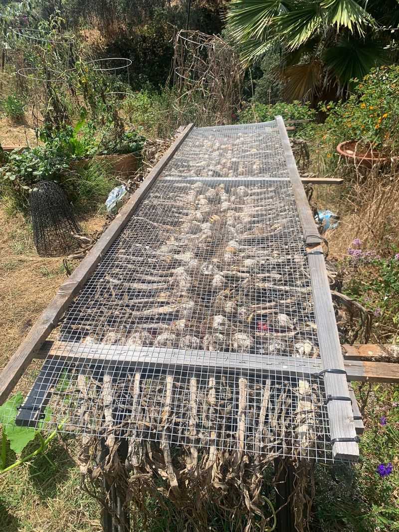 Curing And Storing Your Garlic After Harvest Curing And Storing Your Garlic After Harvest