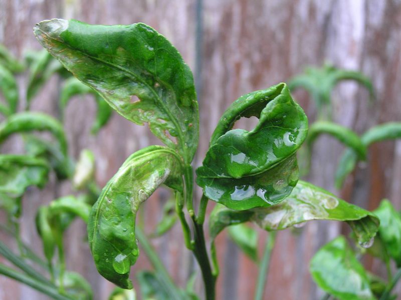 Curled Leaves Show Feeding Damage