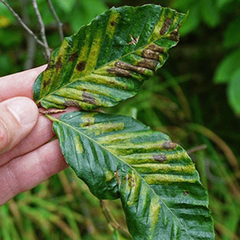 Curled Or Puckered Leaves Are Another Warning Sign Curled Or Puckered Leaves Are Another Warning Sign