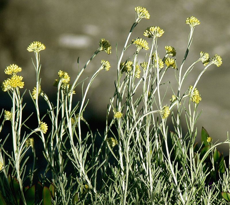 Curry Plant Releases A Distinct Herbal Aroma In Heat Curry Plant Releases A Distinct Herbal Aroma In Heat
