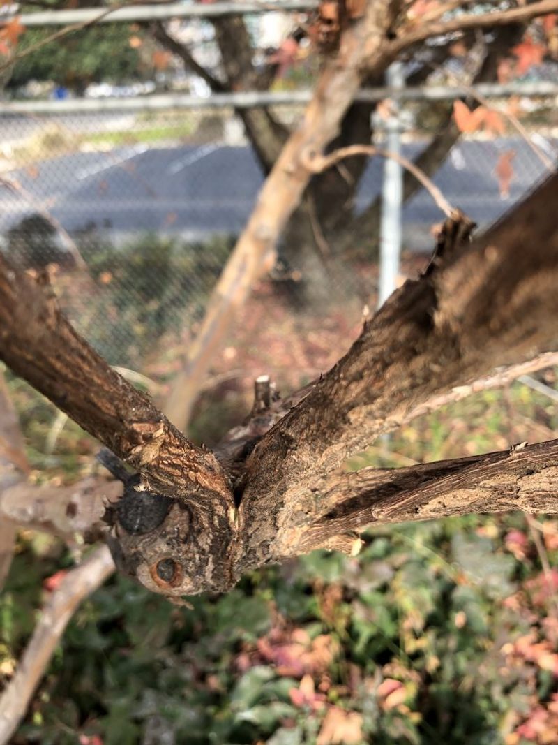Cut Above A Leaf Node