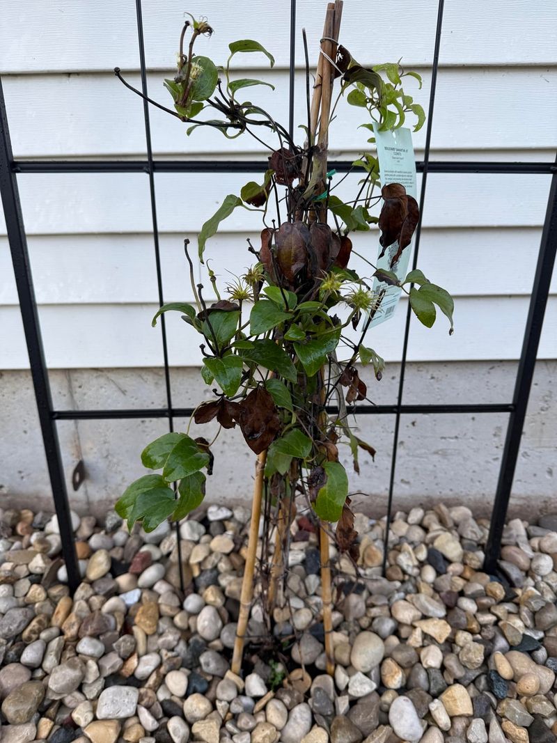 Cut Away Dry, Weak, Or Wilted Stems The Right Way Cut Away Dry, Weak, Or Wilted Stems The Right Way