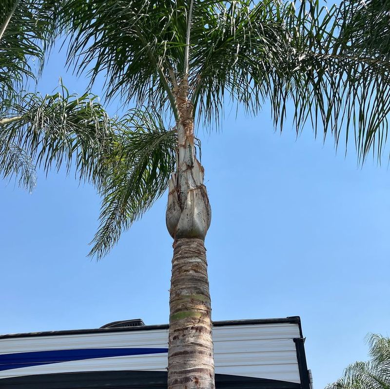 Cut Away Fully Brown Fronds Only