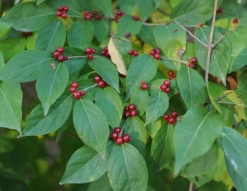 Cut Back Amur Honeysuckle That Creates Dense Shade Cut Back Amur Honeysuckle That Creates Dense Shade