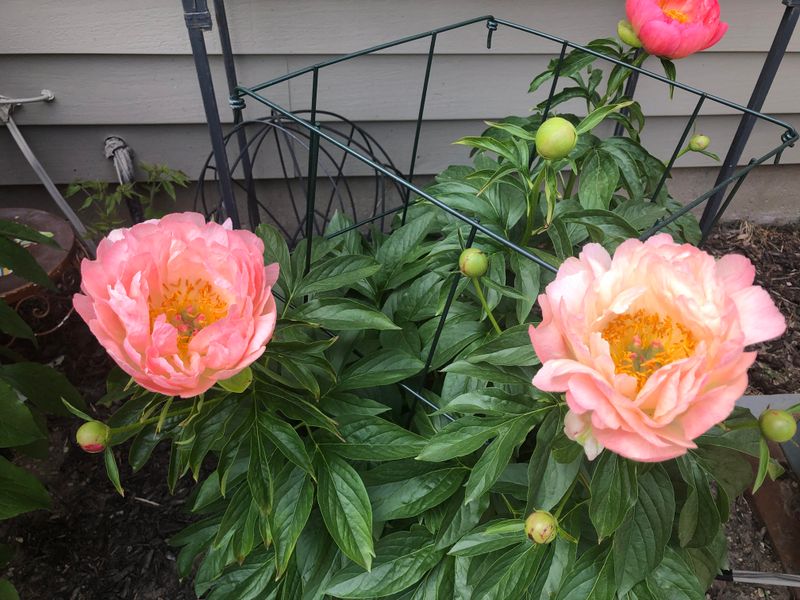Cut Back Faded Flowers Before July