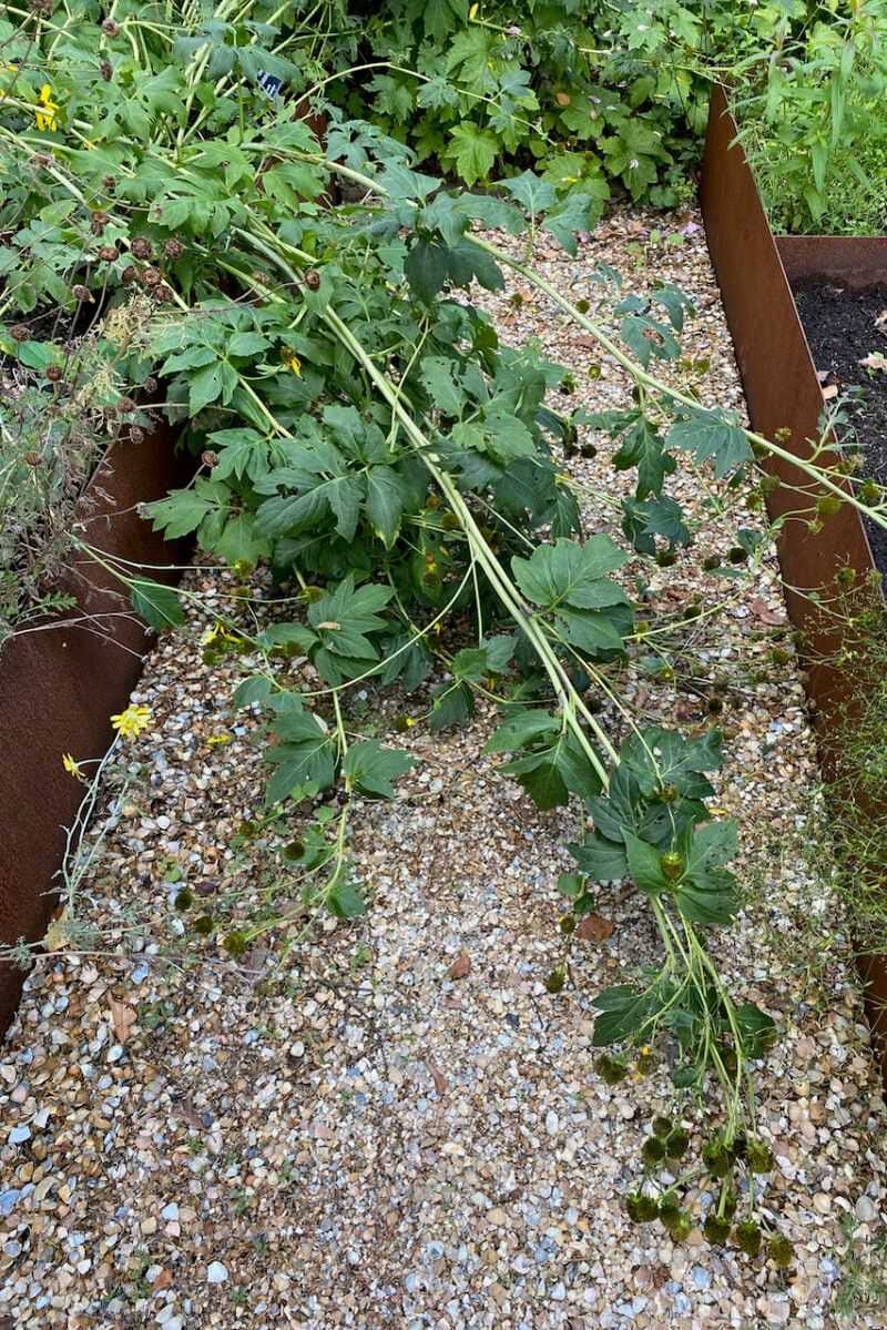 Cut Back Floppy Stems That Drag The Garden Down Cut Back Floppy Stems That Drag The Garden Down