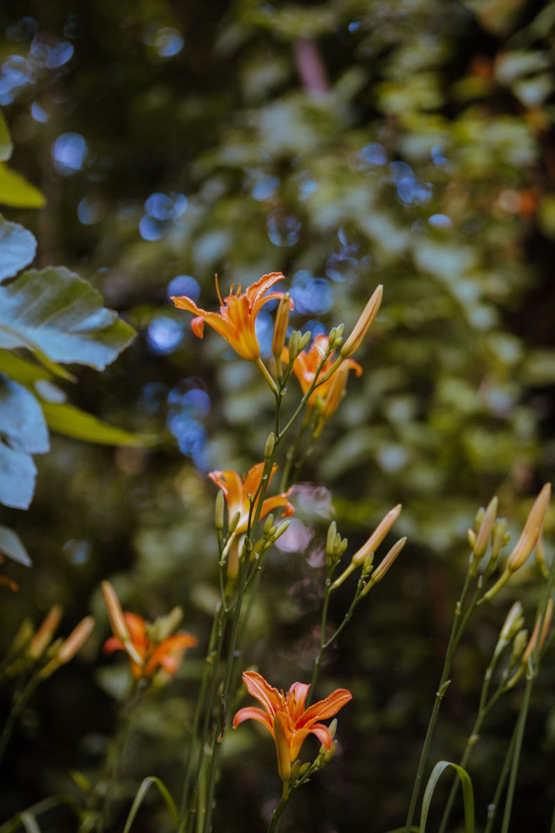 Cut Back Foliage On Reblooming Varieties After The First Flush Cut Back Foliage On Reblooming Varieties After The First Flush