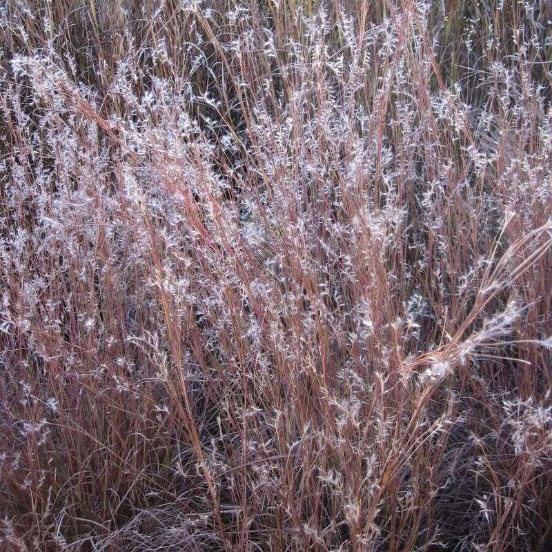 Cut Back Grass Clumps After Birds Can Use Them