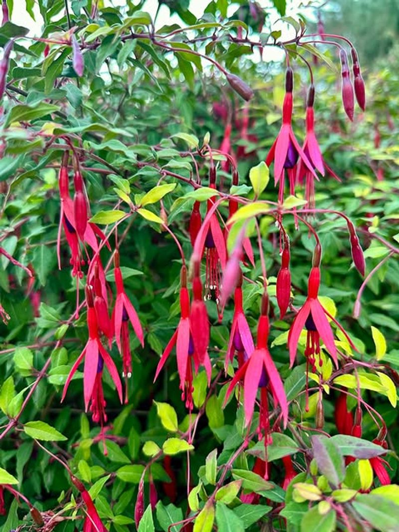 Cut Back Hardy Fuchsias In Spring
