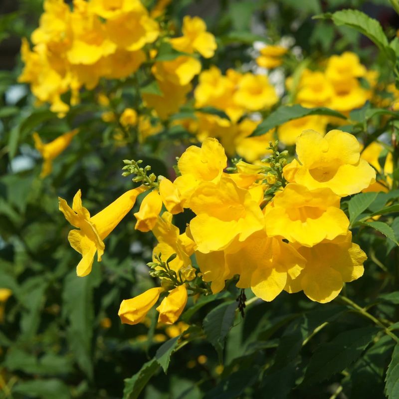 Cut Back Leggy Growth To Keep Plants Full