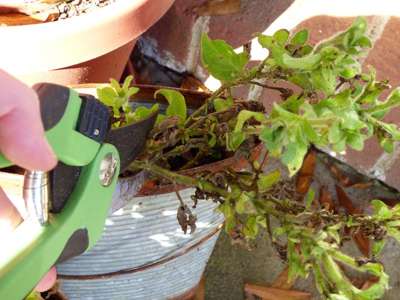 Cut Back Leggy Stems For A Fresh Flush