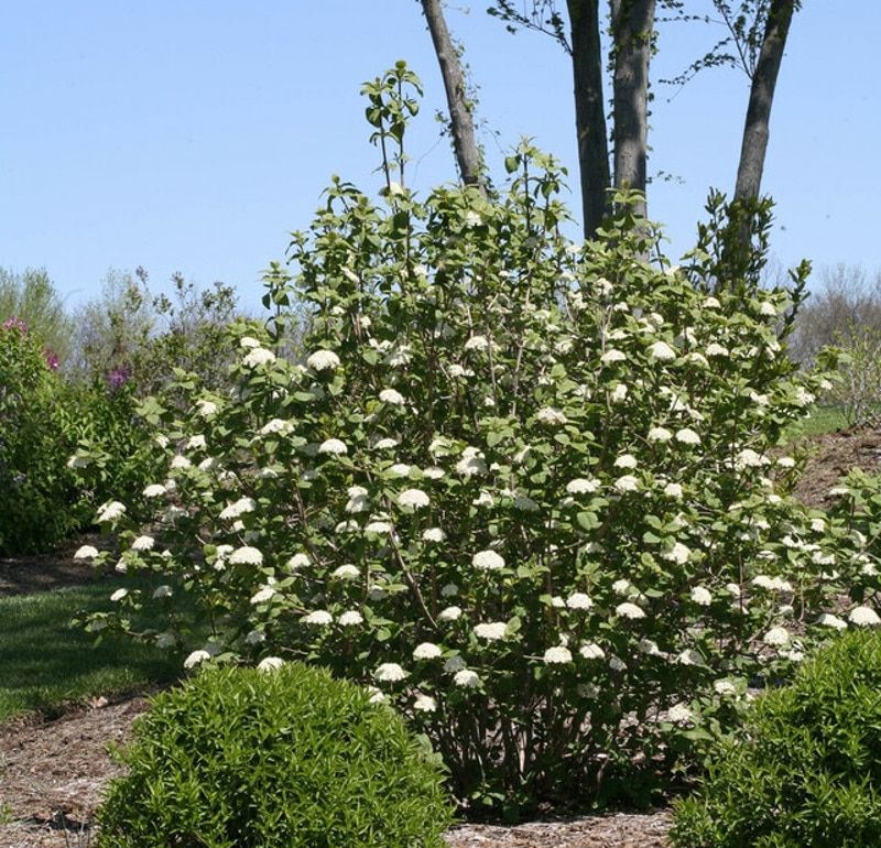 Cut Back Long Shoots Selectively Cut Back Long Shoots Selectively