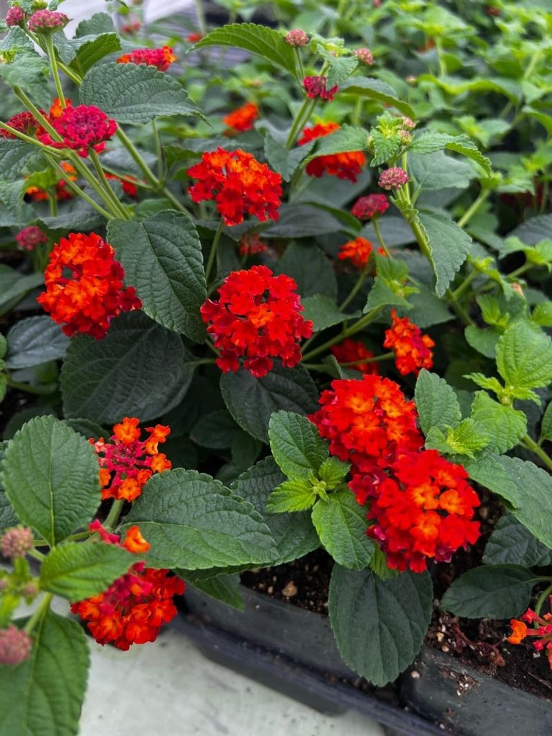 Cut Back Long Stems To Keep Plants Fuller
