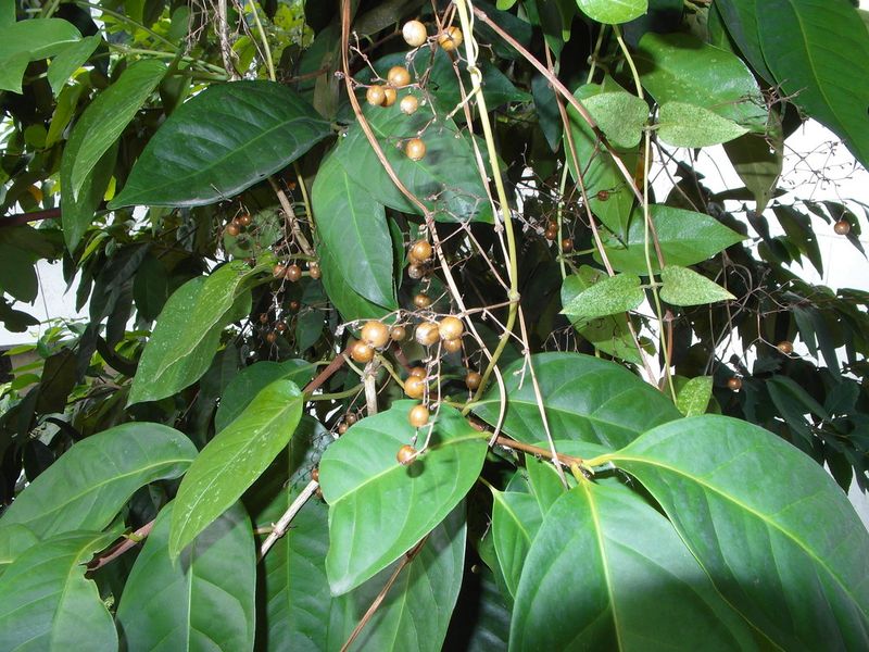 Cut Back Skunkvine Before It Smothers Nearby Plants