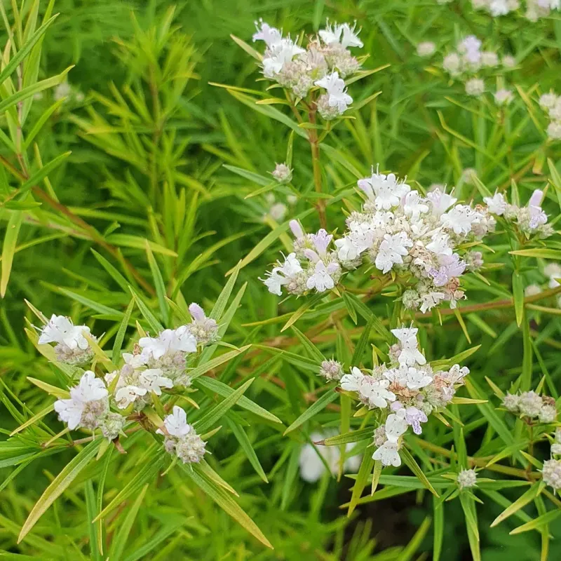 Cut Back Stems To Keep Plants Full Cut Back Stems To Keep Plants Full