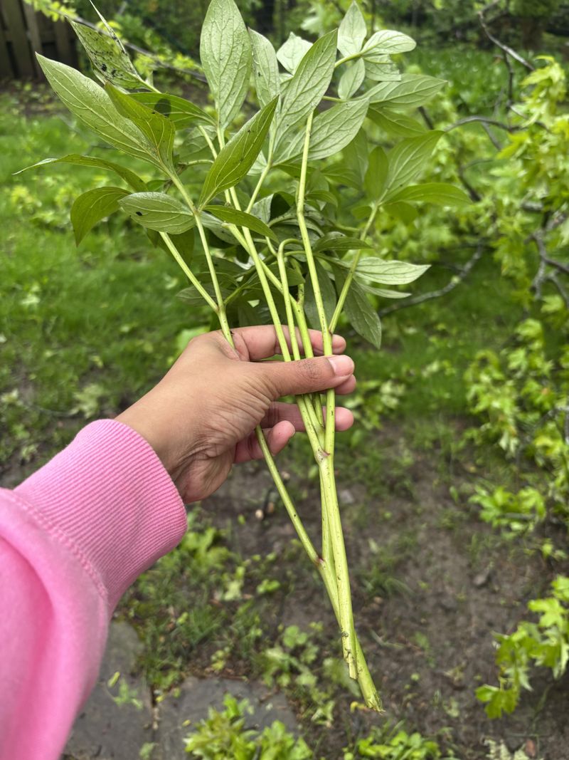 Cut Back The Stems After The First Frost