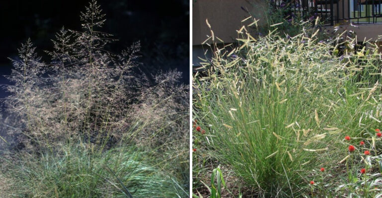 Cut Back These Ornamental Grasses In Arizona Before June Heat Takes Over