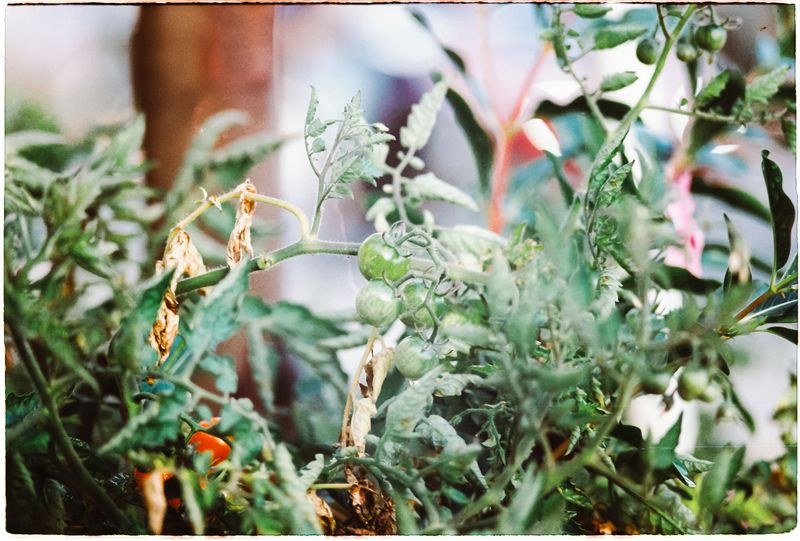 Cut Back Watering If Leaves Curl Downward Cut Back Watering If Leaves Curl Downward