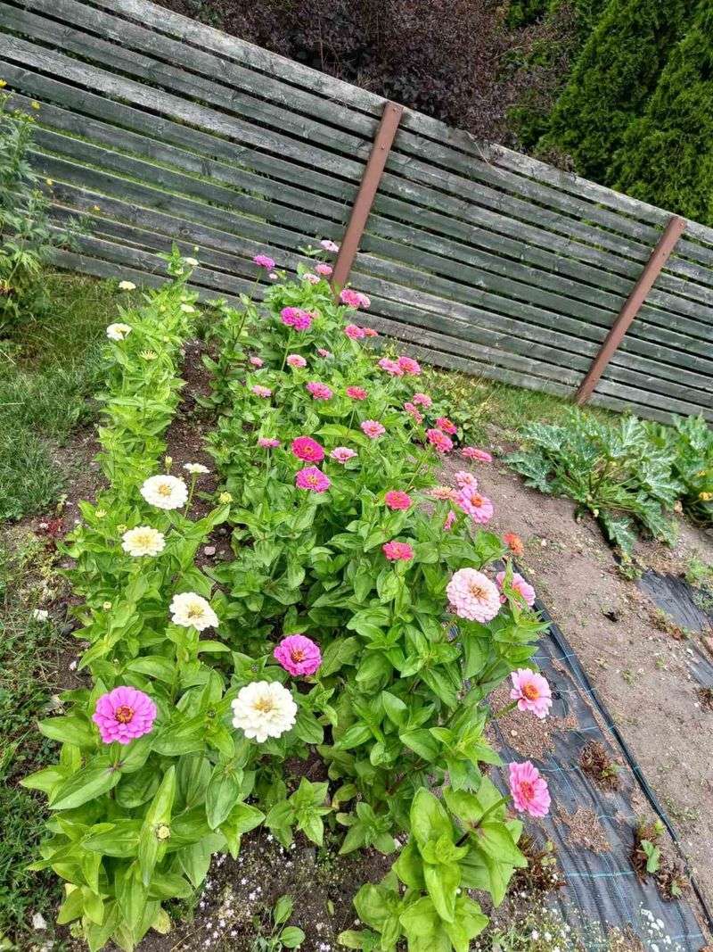 Cut Blooms Often For More Color Cut Blooms Often For More Color