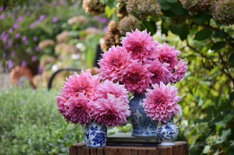 Cut Blooms Often, To Keep New Buds Coming Cut Blooms Often, To Keep New Buds Coming