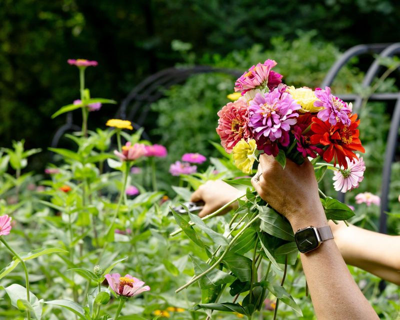 Cut Bouquets Often To Push Fresh Buds Cut Bouquets Often To Push Fresh Buds