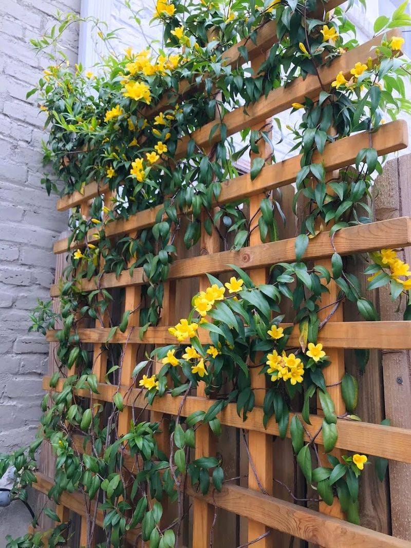 Cut Carolina Jessamine After Spring Blooms Cut Carolina Jessamine After Spring Blooms