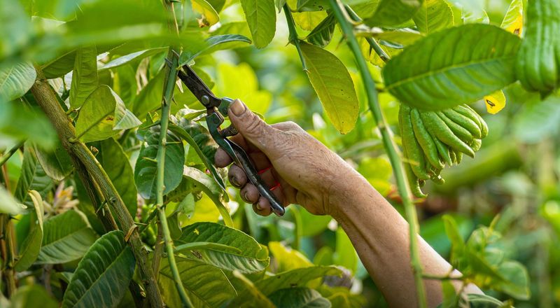 Cut Cleanly Without Tearing The Bark