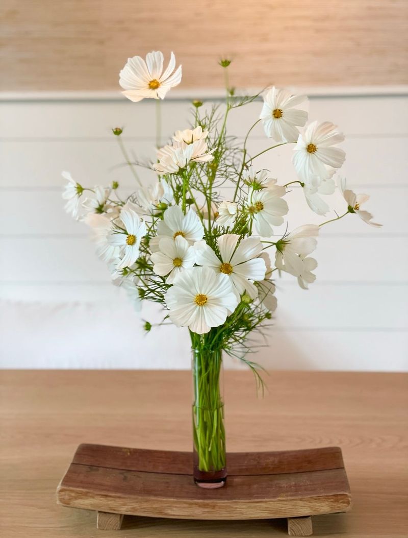 Cut Cosmos Often For Airy Stems That Keep Coming Cut Cosmos Often For Airy Stems That Keep Coming