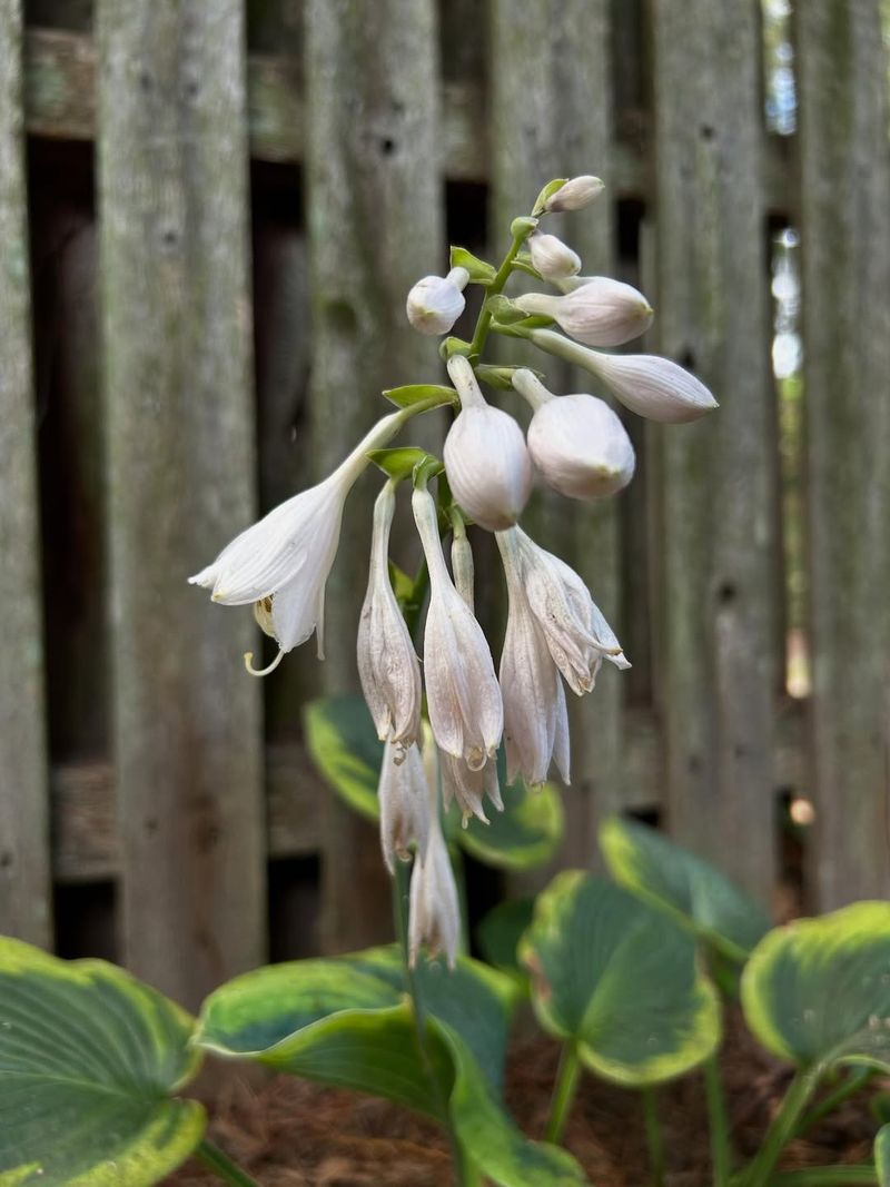 Cut Flower Scapes As Blooms Fade
