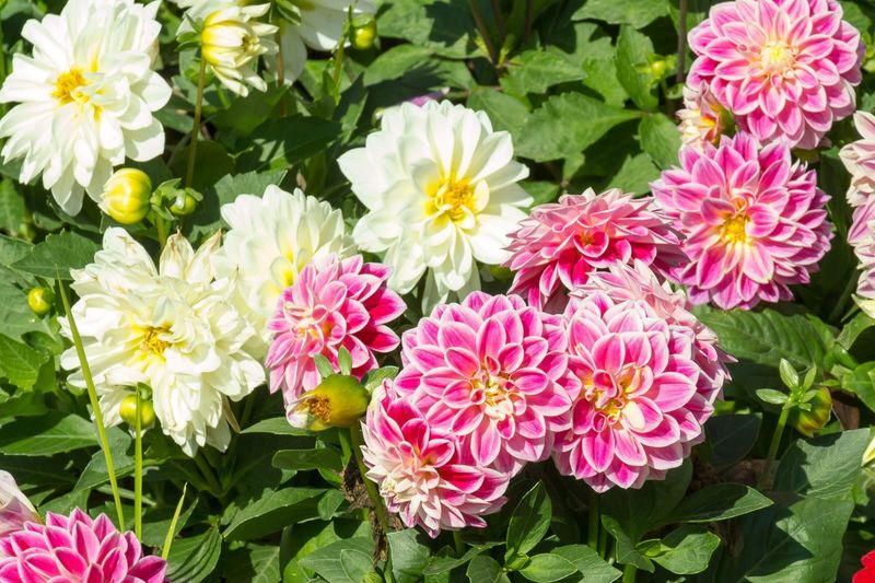 Cut Fresh Flowers Often To Keep Buds Coming