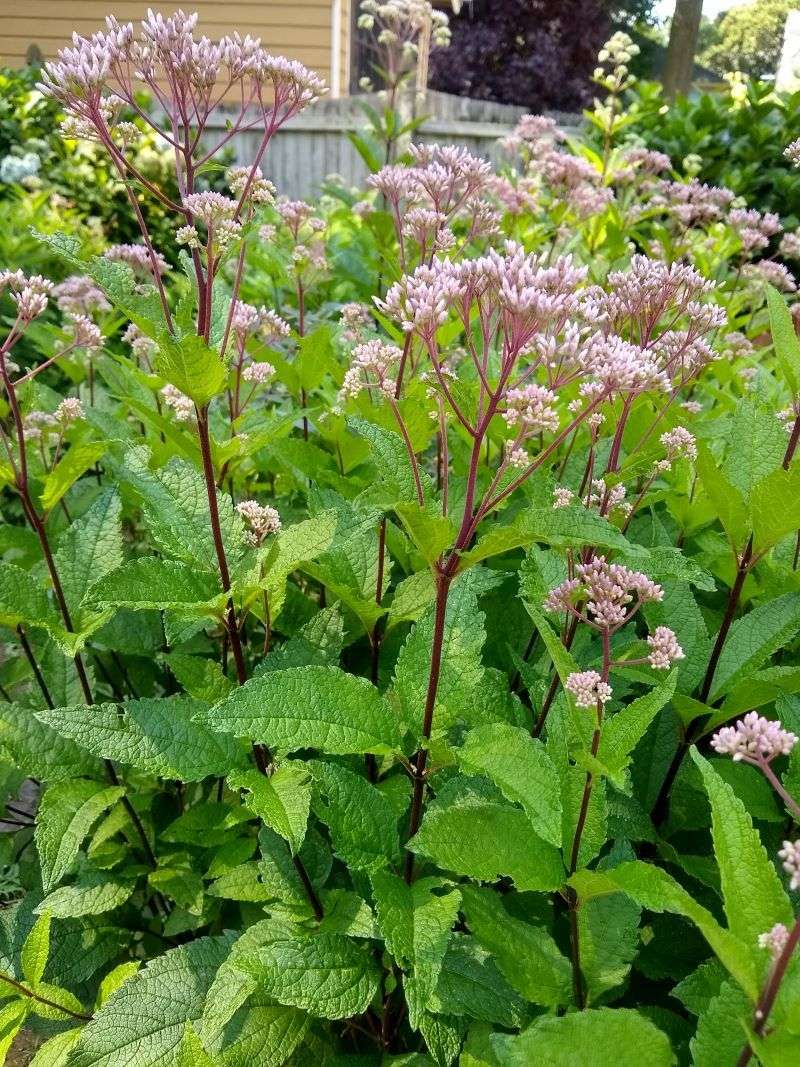 Cut Joe-Pye Weed Back Before It Gets Too Tall