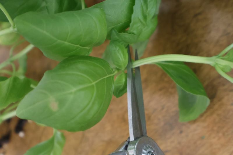 Cut Just Above A Leaf Node
