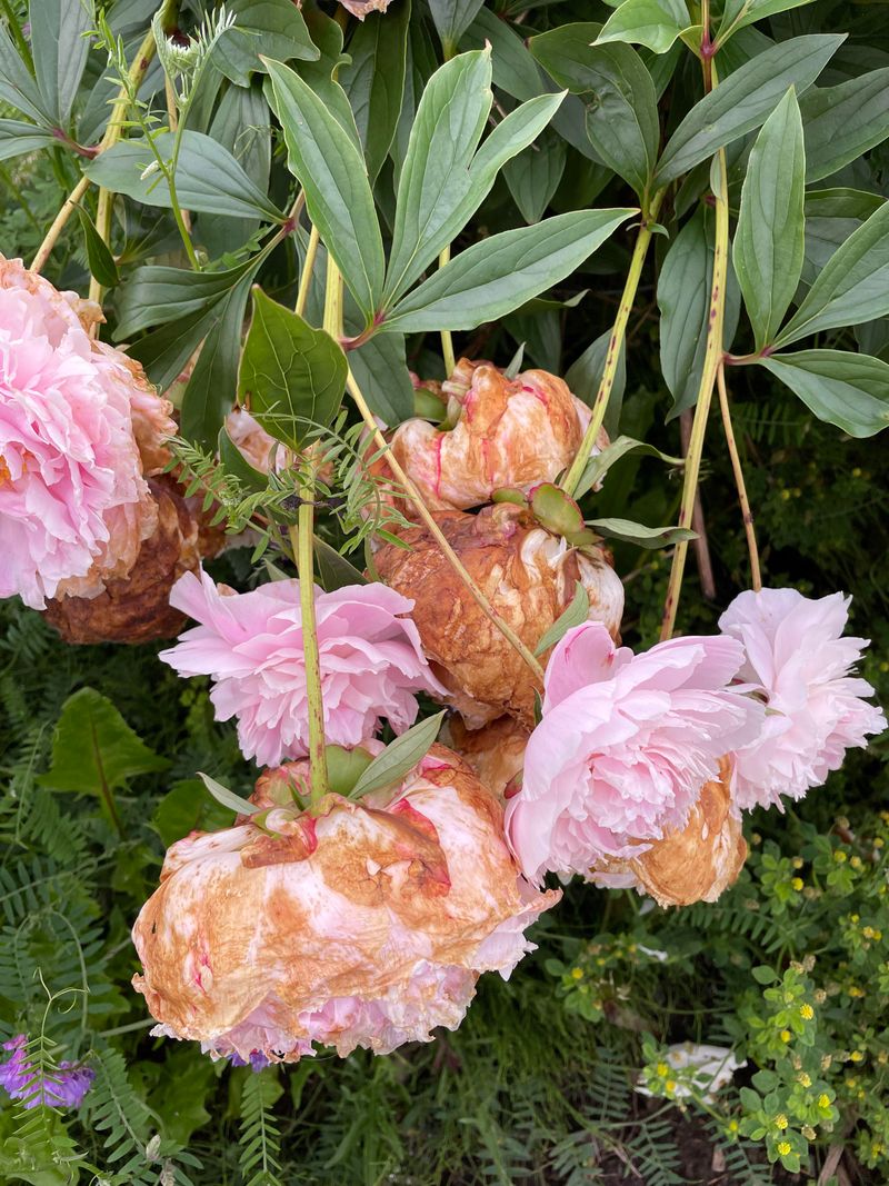 Cut Just Below The Spent Flower Head