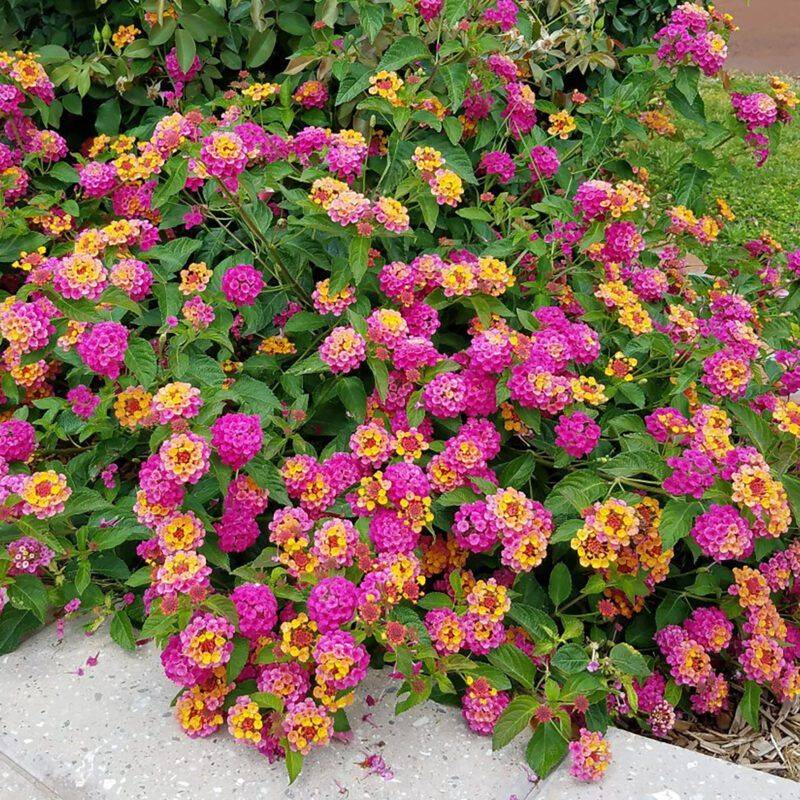 Cut Lantana Clusters Before Berries Slow New Flowers