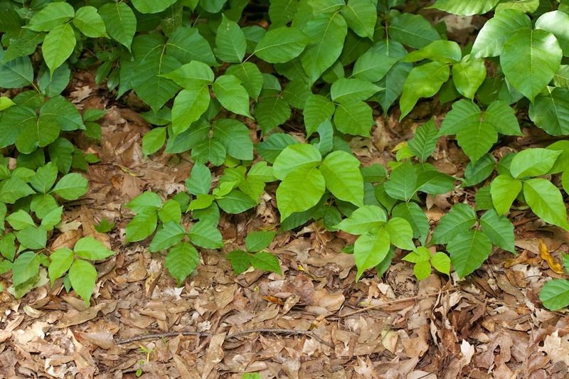 Cut Larger Vines Near Ground Level Cut Larger Vines Near Ground Level