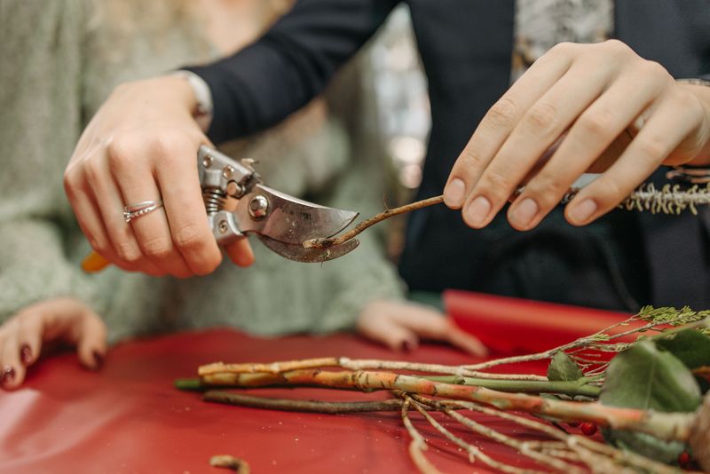 Cut Leggy Stems Back By Half Mid-Season If Needed Cut Leggy Stems Back By Half Mid-Season If Needed