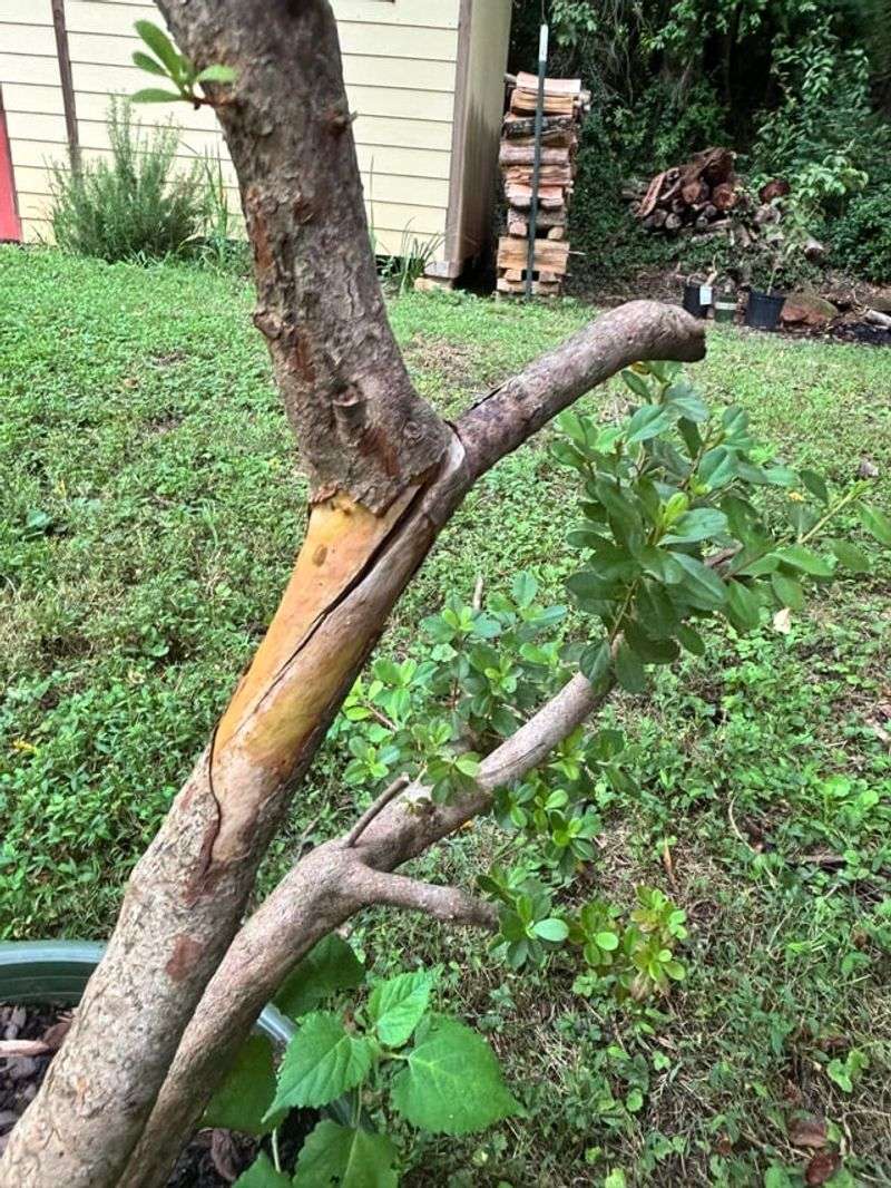 Cut Out Deceased Wood Before Summer Growth Thickens Cut Out Deceased Wood Before Summer Growth Thickens