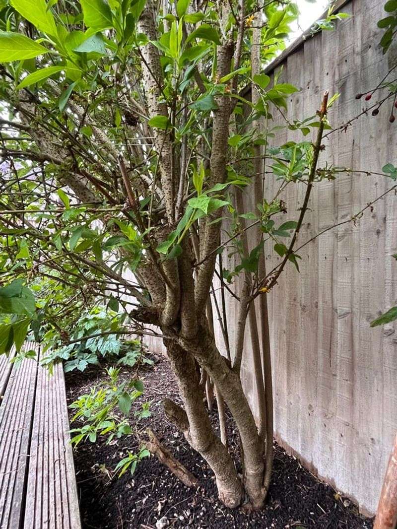 Cut Out Weak Growth Before The Shrub Gets Tangled