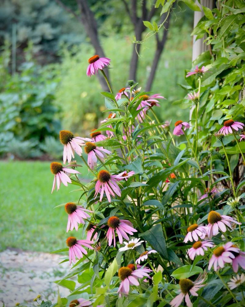 Cut Purple Coneflowers Selectively To Balance Blooms And Seed Heads