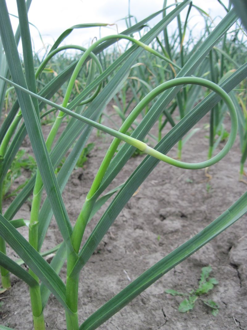 Cut Scapes For Bigger Bulbs
