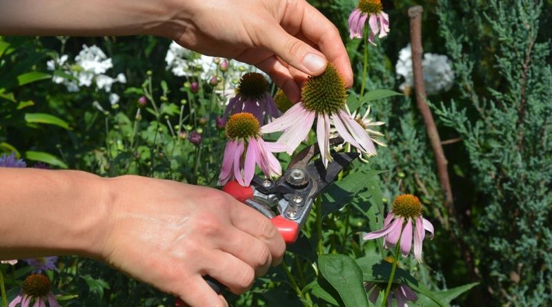 Cut Spent Blooms To Encourage Fresh Flowers