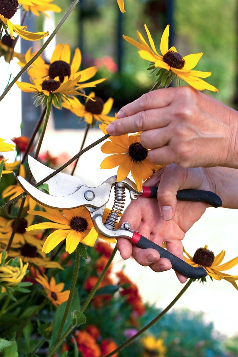Cut Spent Flowers Back To A Leaf Joint